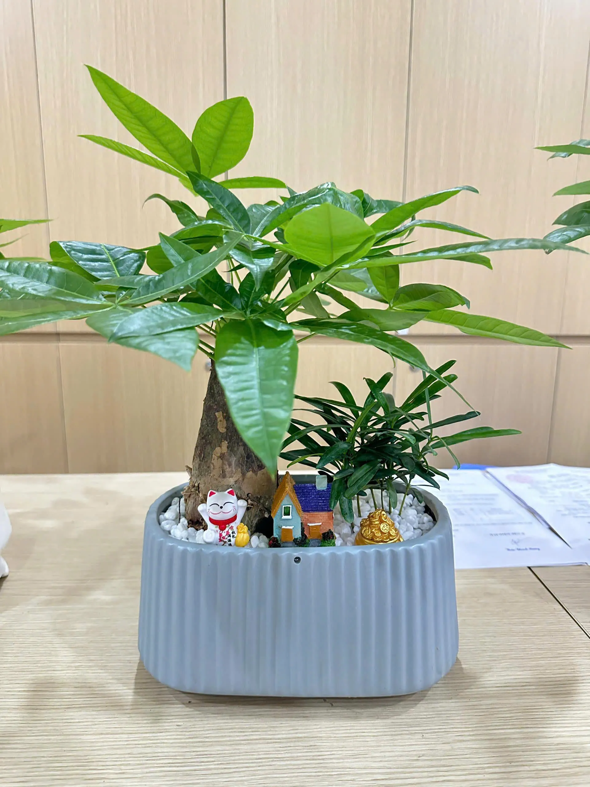 Chậu tiểu cảnh để bàn làm việc